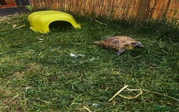 Tortoise reptiles for sale: Female Horsefield tortoise  - Advert 4