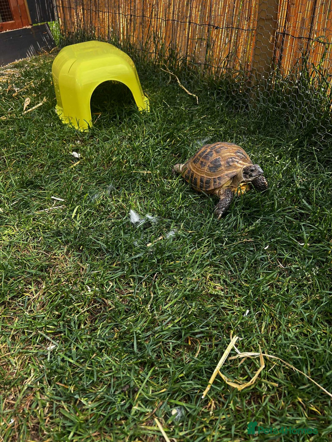 Tortoise reptiles for sale: Female Horsefield tortoise  - Advert 4