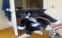 Domestic Shorthair cats for sale: Domestic kittens  - Image 7