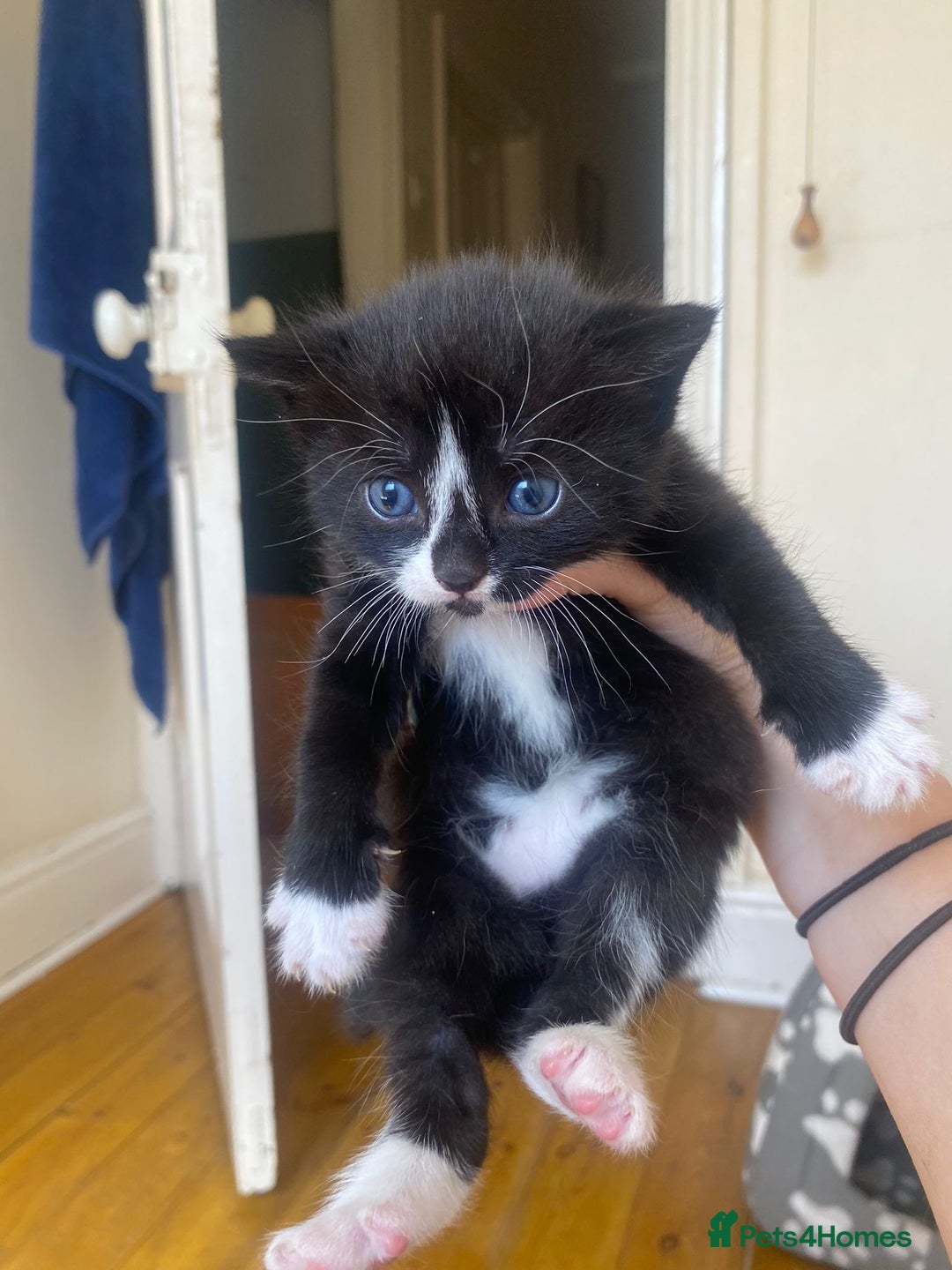 Domestic Shorthair cats for sale: Domestic kittens  - Image 7