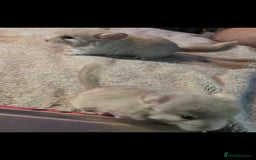 Chinchilla rodents for sale: 2 female chinchillas 9 weeks old  - Image 2
