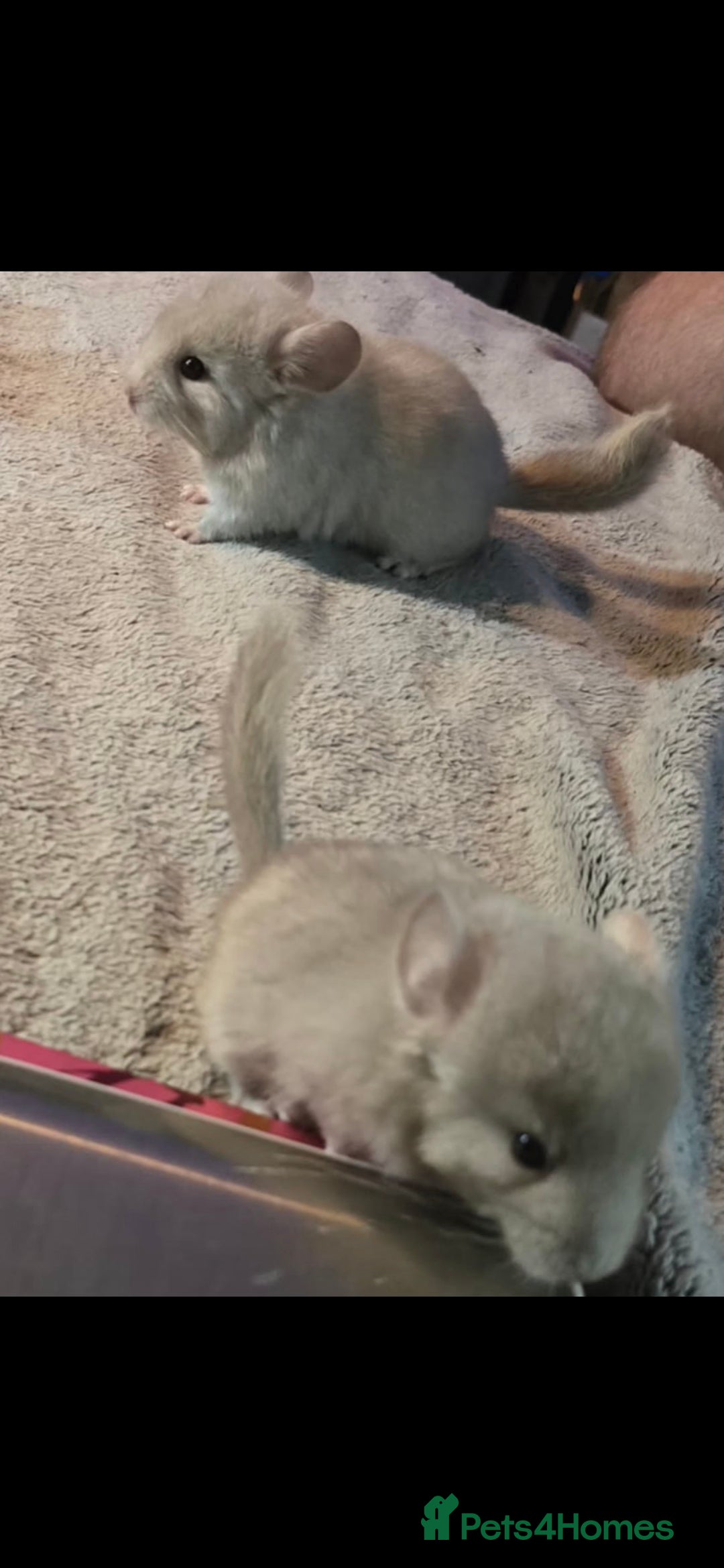 Chinchilla rodents for sale: 2 female chinchillas 9 weeks old  - Image 2
