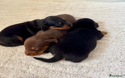 Miniature Dachshund dogs for sale: Mini Dachshund puppies, PRA clear, health tested - Image 9
