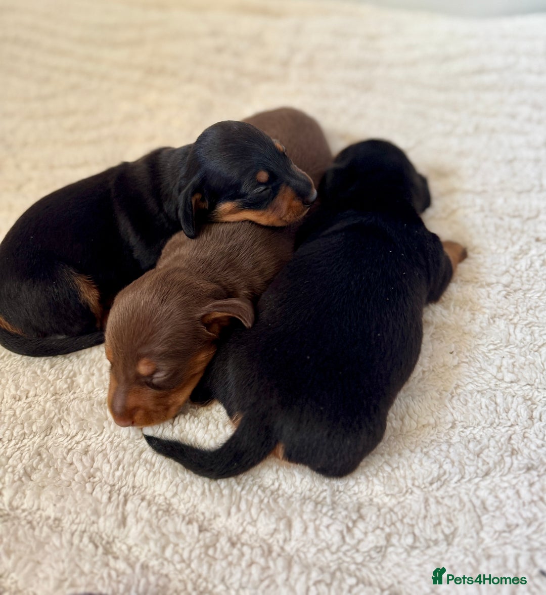 Miniature Dachshund dogs for sale: Mini Dachshund puppies, PRA clear, health tested - Image 9