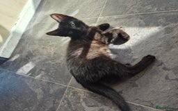 Domestic Shorthair cats for sale: Beautiful kittens looking for their forever home  - Image 3
