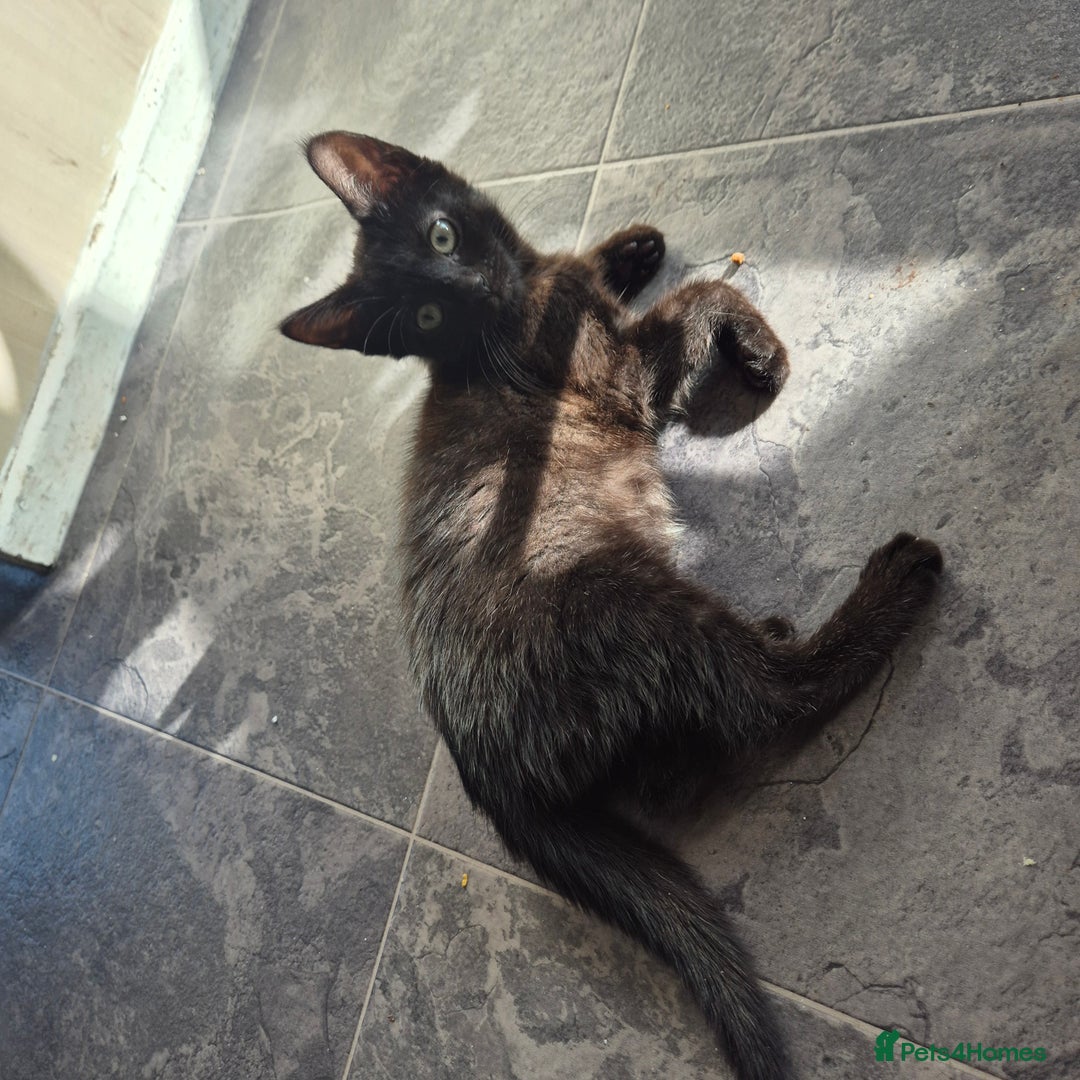 Domestic Shorthair cats for sale: Beautiful kittens looking for their forever home  - Image 3