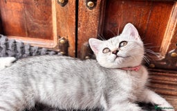 British Shorthair cats for sale: ✨LAST KITTEN LEFT✨OPEN TO OFFERS FOR RIGHT HOME✨ - Image 25