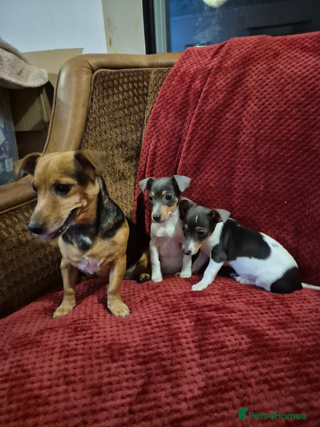 Jack Russell dogs for sale: 2 blue tri jack russel boy puppies - Advert 2