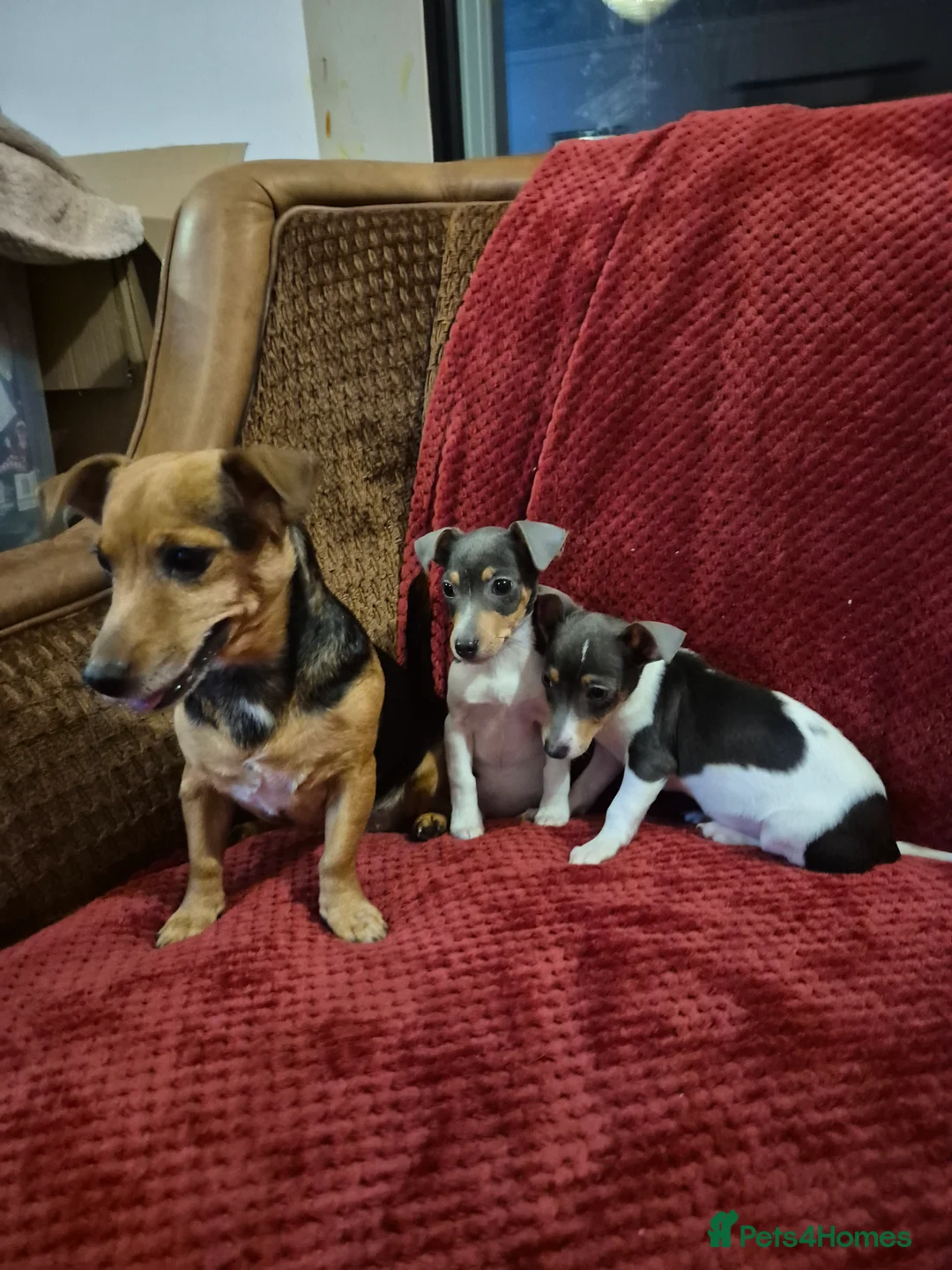 Jack Russell dogs for sale: 1 blue tri jack russel boy puppy now available - Advert 3