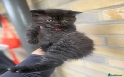 British Shorthair cats for sale: British rainbow shorthair kittens - Image 7