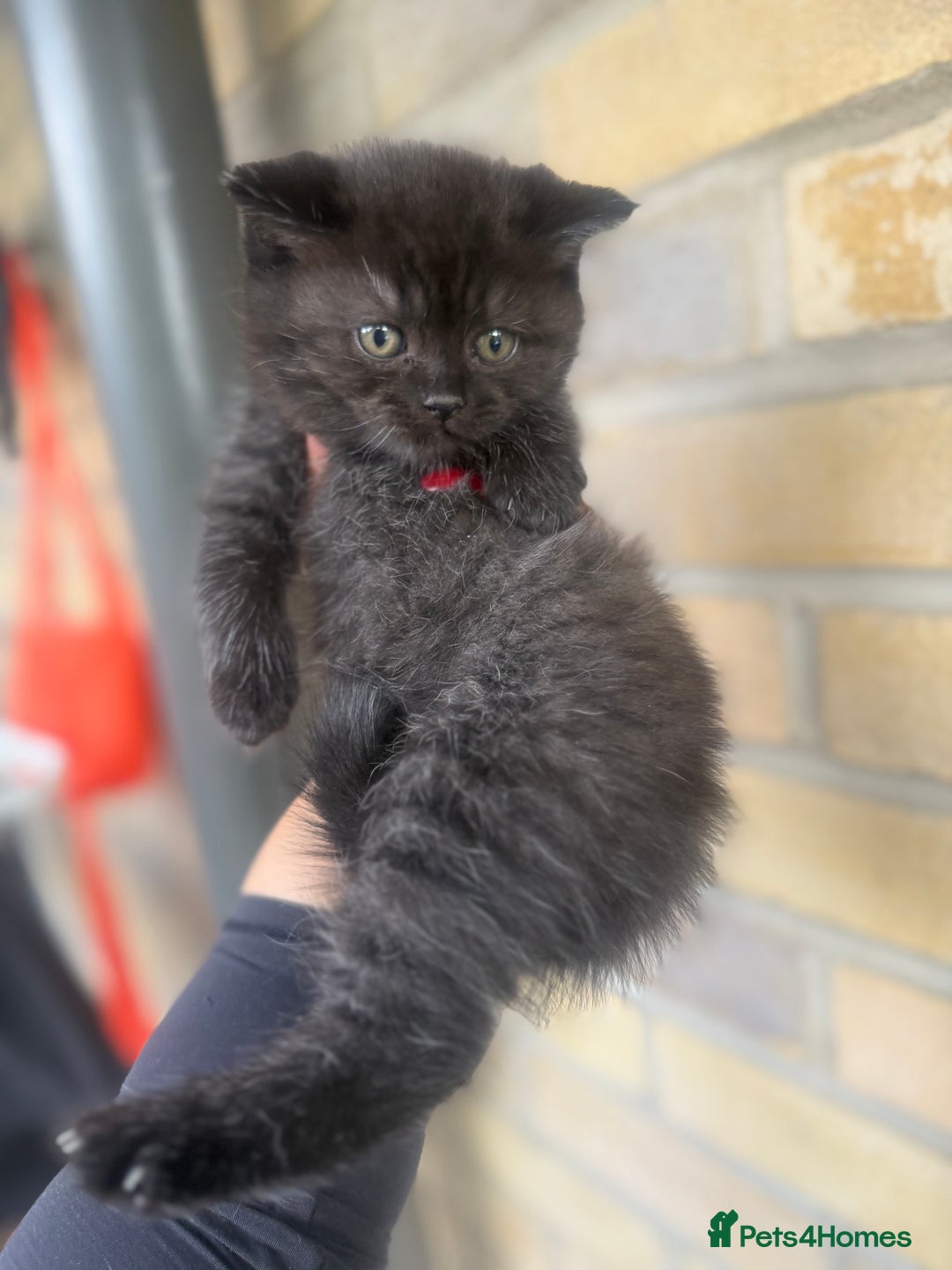 British Shorthair cats for sale: British rainbow shorthair kittens - Image 7