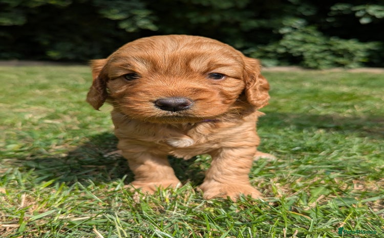 Cockapoo dogs - Advert 8