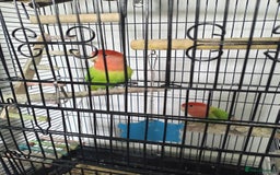 Lovebirds birds for sale: Unsexed pair of love birds  - Image 4