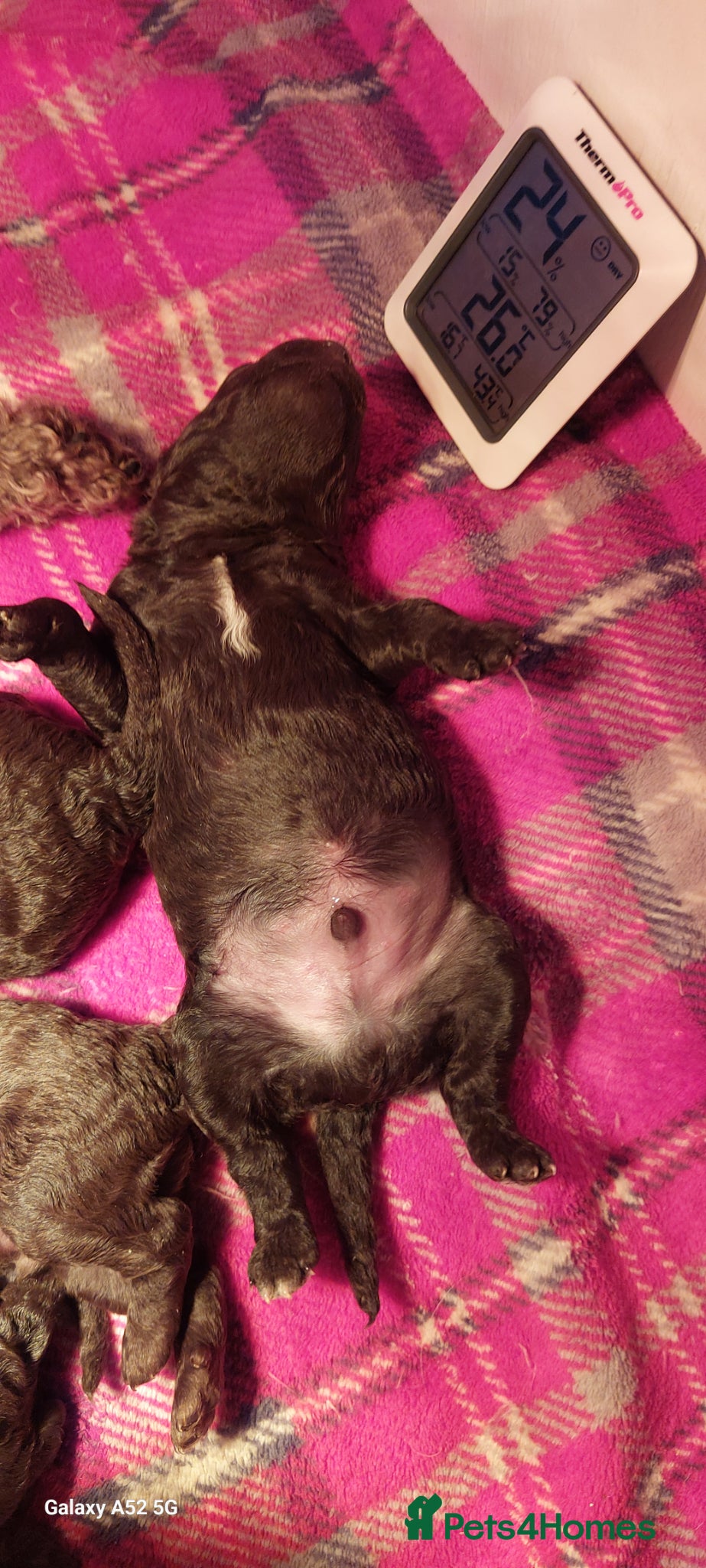 Toy Poodle dogs 🐾🐾🐾Chocolate toy poodles puppies🐾🐾🐾 - Advert 2