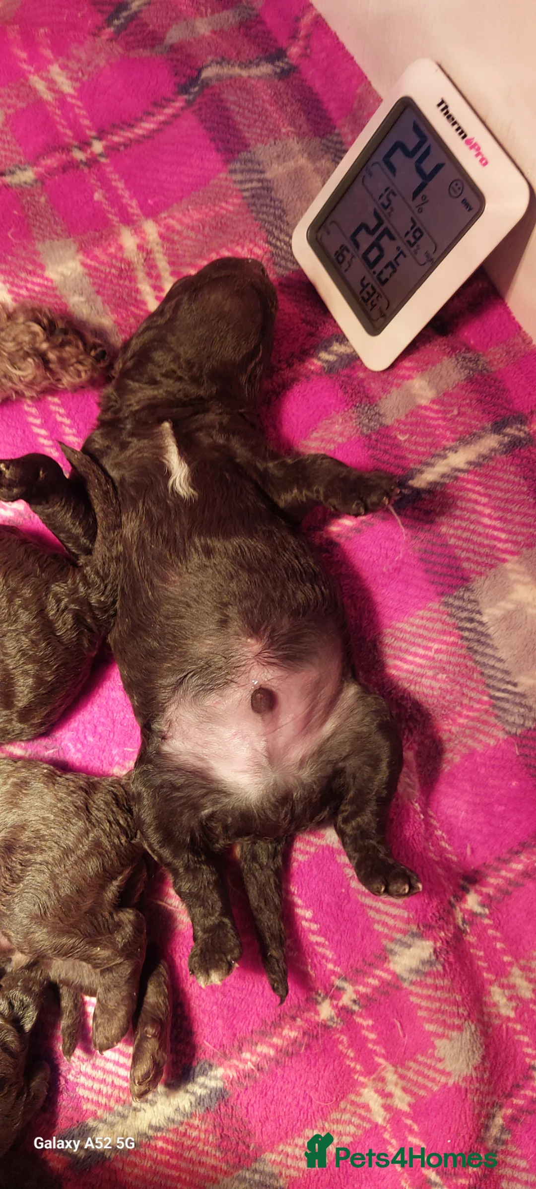 Toy Poodle dogs for sale: 🐾🐾🐾Chocolate toy poodles puppies🐾🐾🐾 - Advert 2