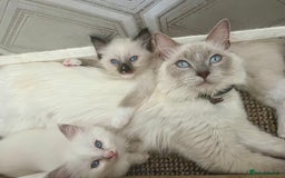 Ragdoll cats for sale: Microchipped Ragdoll kittens ⭐️white and blue eyes - Image 6