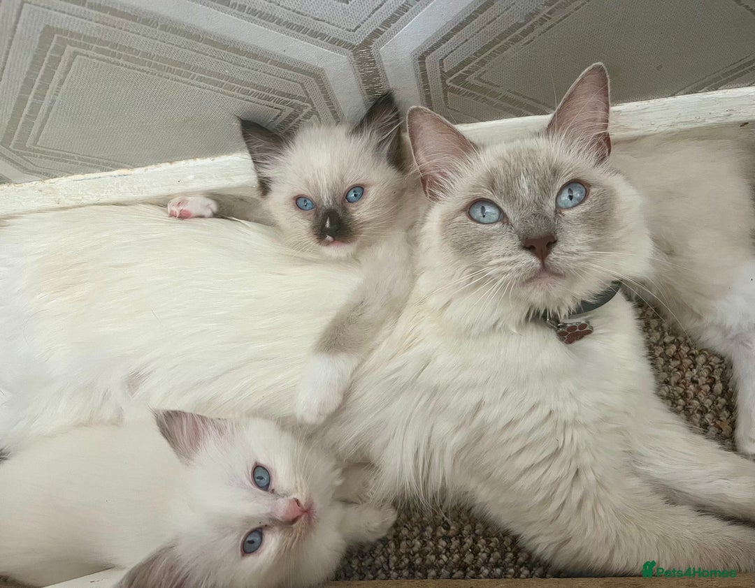 Ragdoll cats for sale: Microchipped Ragdoll kittens ⭐️white and blue eyes - Image 6