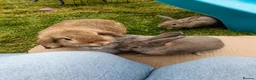 Mixed Breed rabbits for sale: Dwarf lop x English Stripe rabbits for sale in Swansea - Advert 4