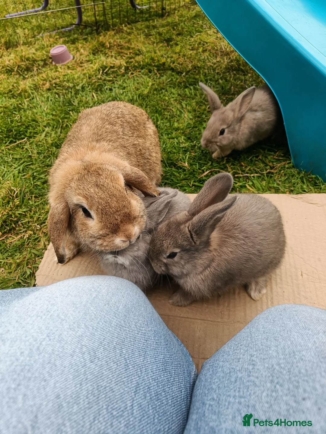 Mixed Breed rabbits for sale: Dwarf lop x English Stripe rabbits for sale in Swansea - Advert 4