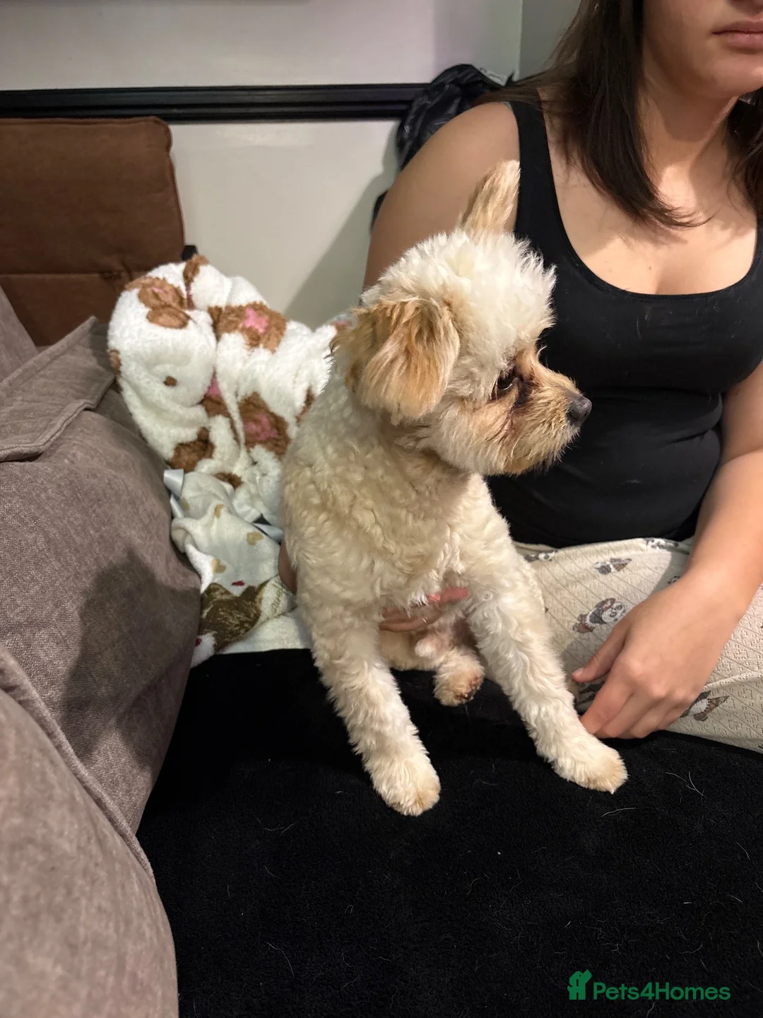 Pomapoo dogs for sale: Pomapoo Jak-jak  - Advert 3