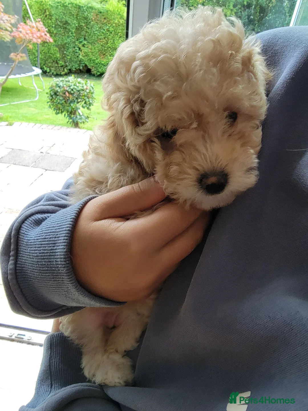 Maltipoo dogs for sale: F1b Maltipoo.   Ready to leave now  - Advert 27