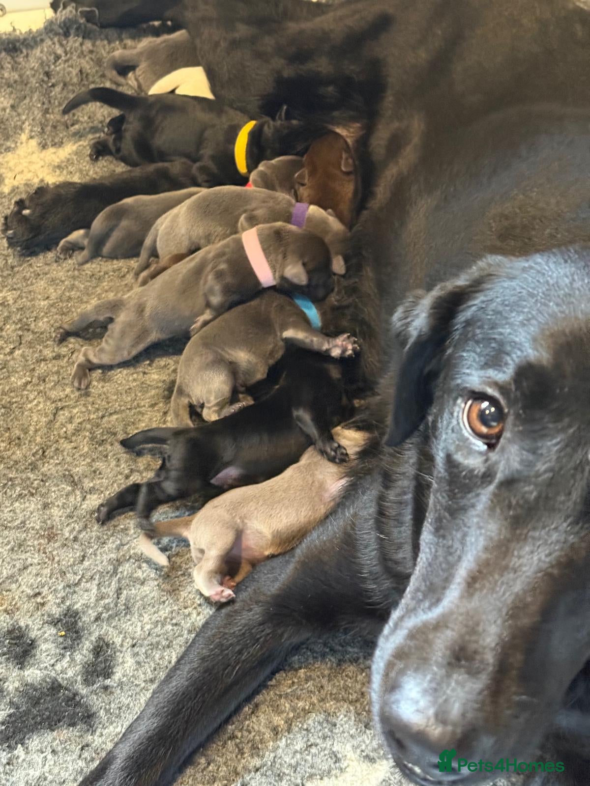 Labrador Retriever dogs Health Tested KC Registered Labrador Pups - Advert 1