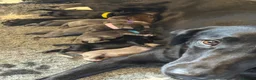 Labrador Retriever dogs for sale: Health Tested KC Registered Labrador Pups - Advert 1