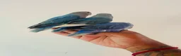 Lovebirds birds for sale: Hand reared lovebirds for sale  - Advert 9