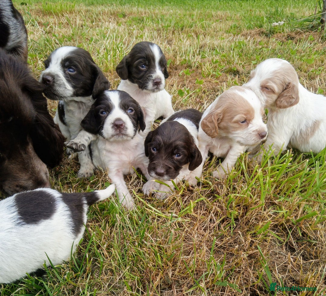 Sprocker dogs for sale: Beautiful f2 sprockers - Image 24