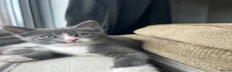 Mixed Breed cats for sale: Kittens ready in Wakefield in Wakefield - Advert 2
