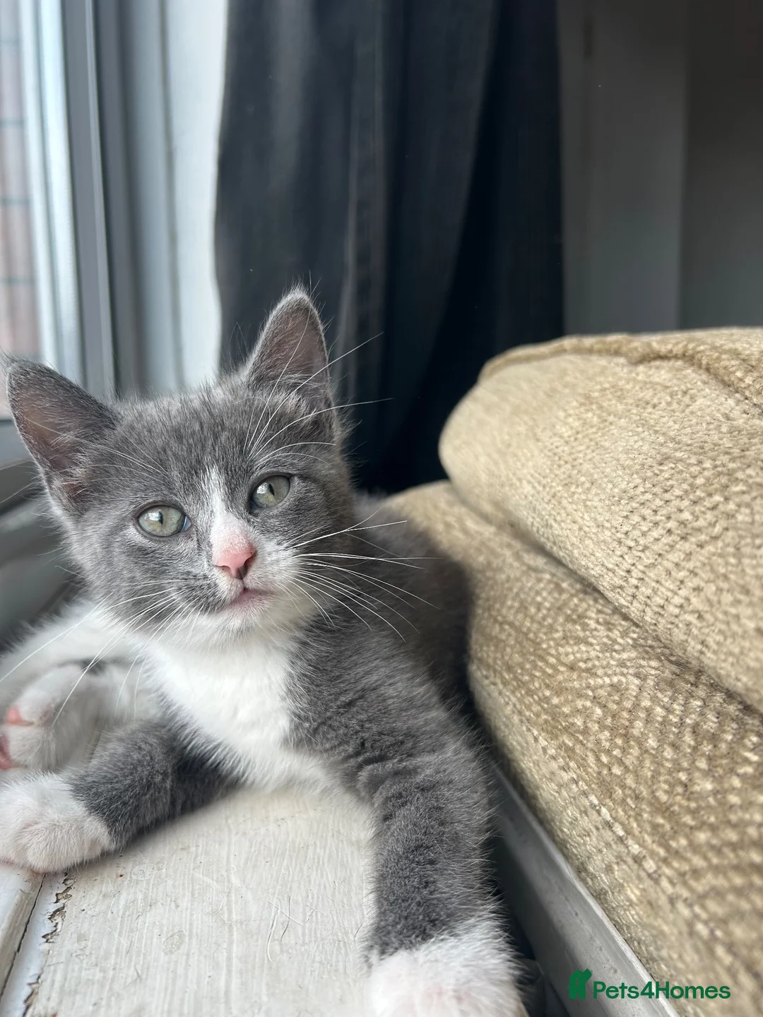 Mixed Breed cats for sale: Kittens ready in Wakefield in Wakefield - Advert 2