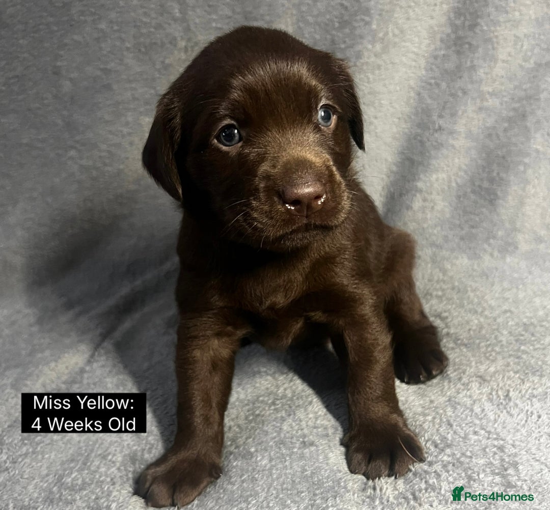 Labrador Retriever dogs for sale: 🖤🤎Superb, Kc Reg, Health Tested, Lab Pups🤎🖤 - Advert 27