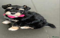 Miniature Schnauzer dogs for sale: 5* Licensed KC Toy Chocolate Schnauzers - Image 5