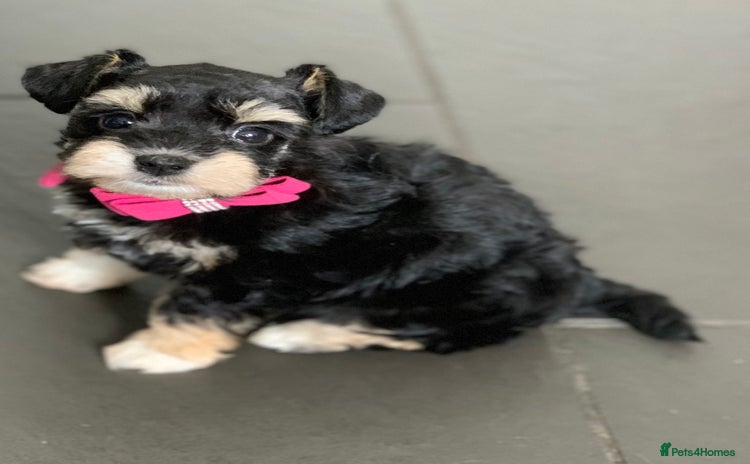 Miniature Schnauzer dogs - Advert 14