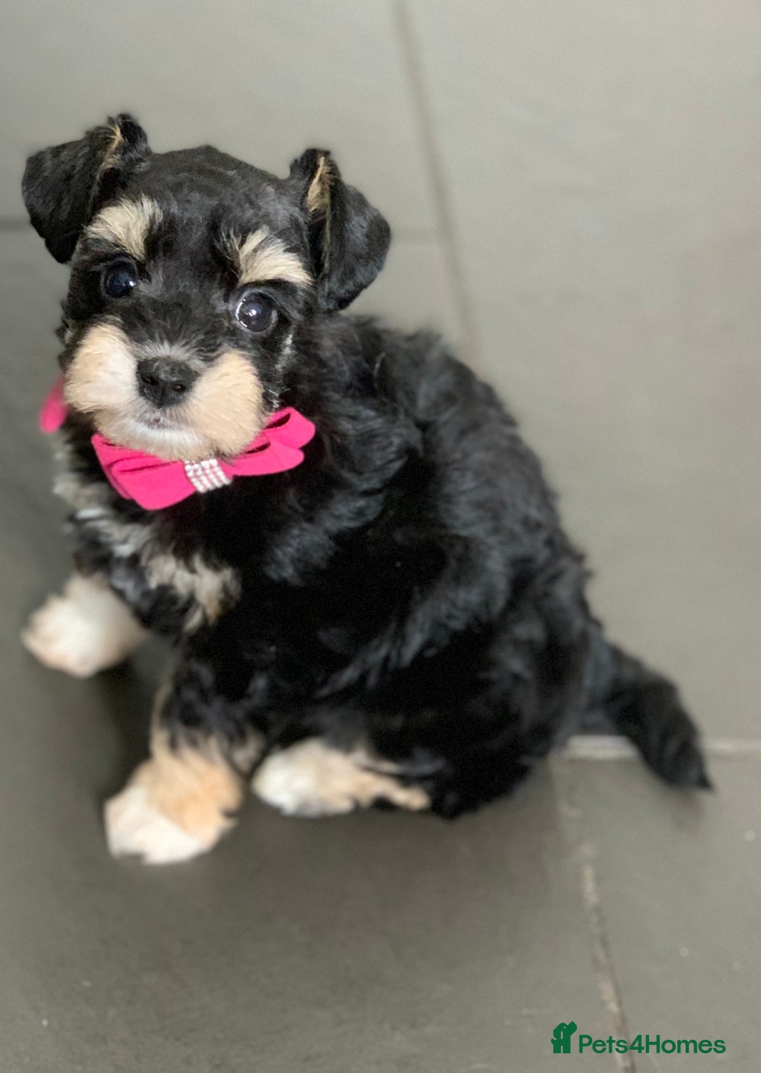 Miniature Schnauzer dogs for sale: 5* Licensed KC Toy Chocolate Schnauzers - Image 5