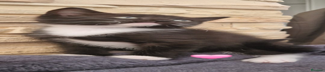 Mixed Breed Kitten 2