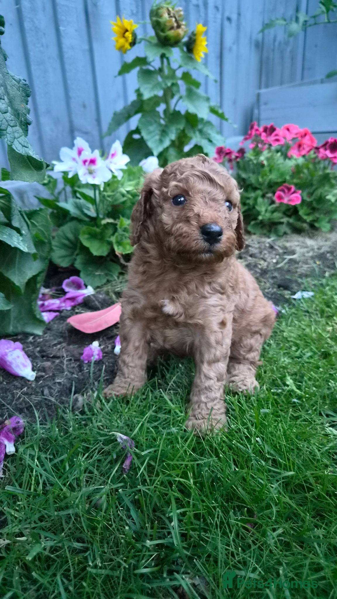 Cockapoo dogs Gorgeous Cockapoo Puppies Available forReservation - Advert 1