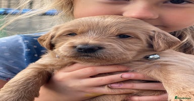 Australian Labradoodle dogs - Advert 4