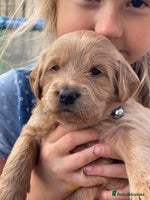 Australian Labradoodle dogs - Advert 6