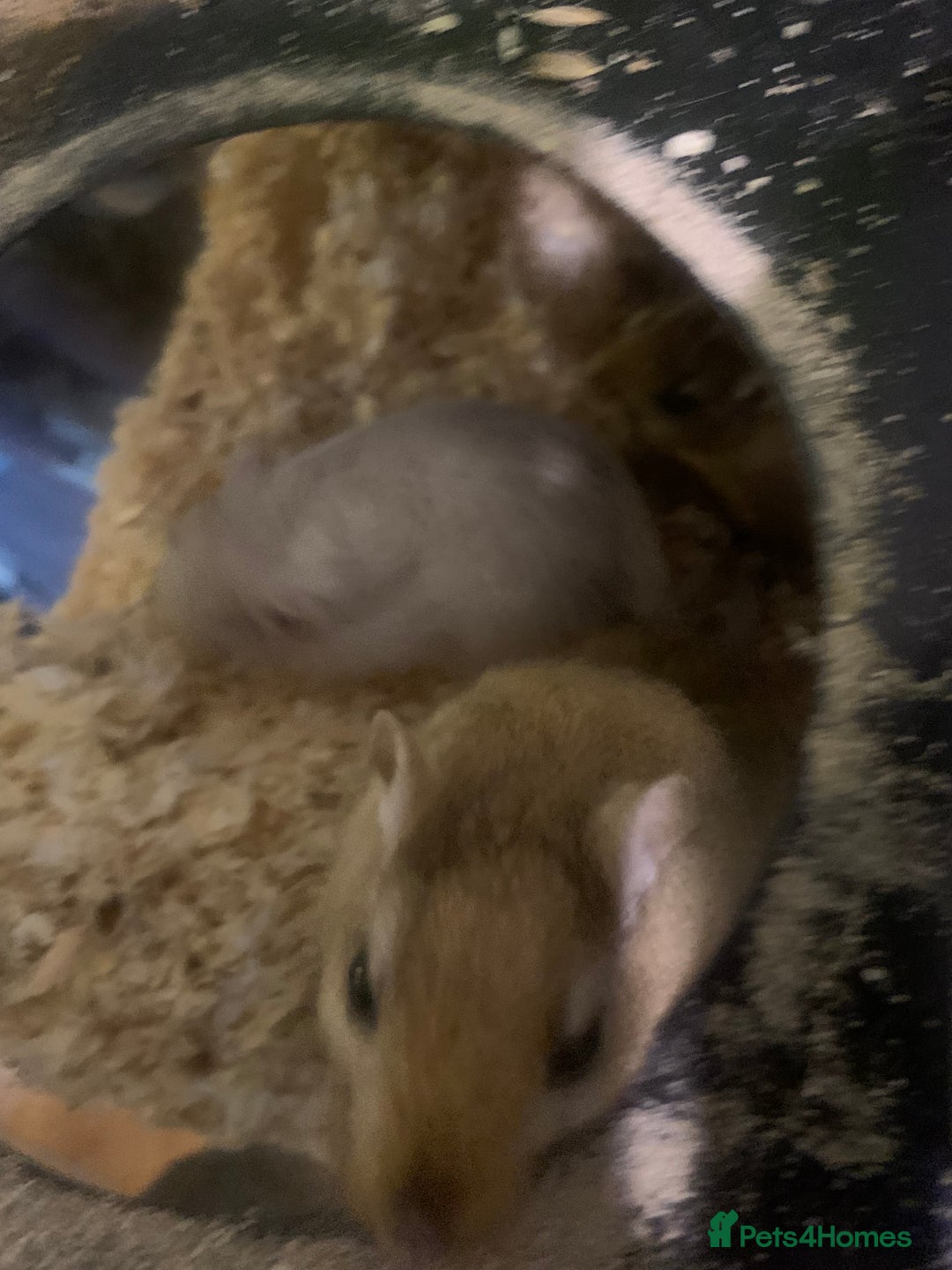 Gerbil rodents for sale: 3 male gerbils - Image 19