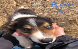 Border Collie dogs for sale: Traditional rough coated Border collie pups - Image 9