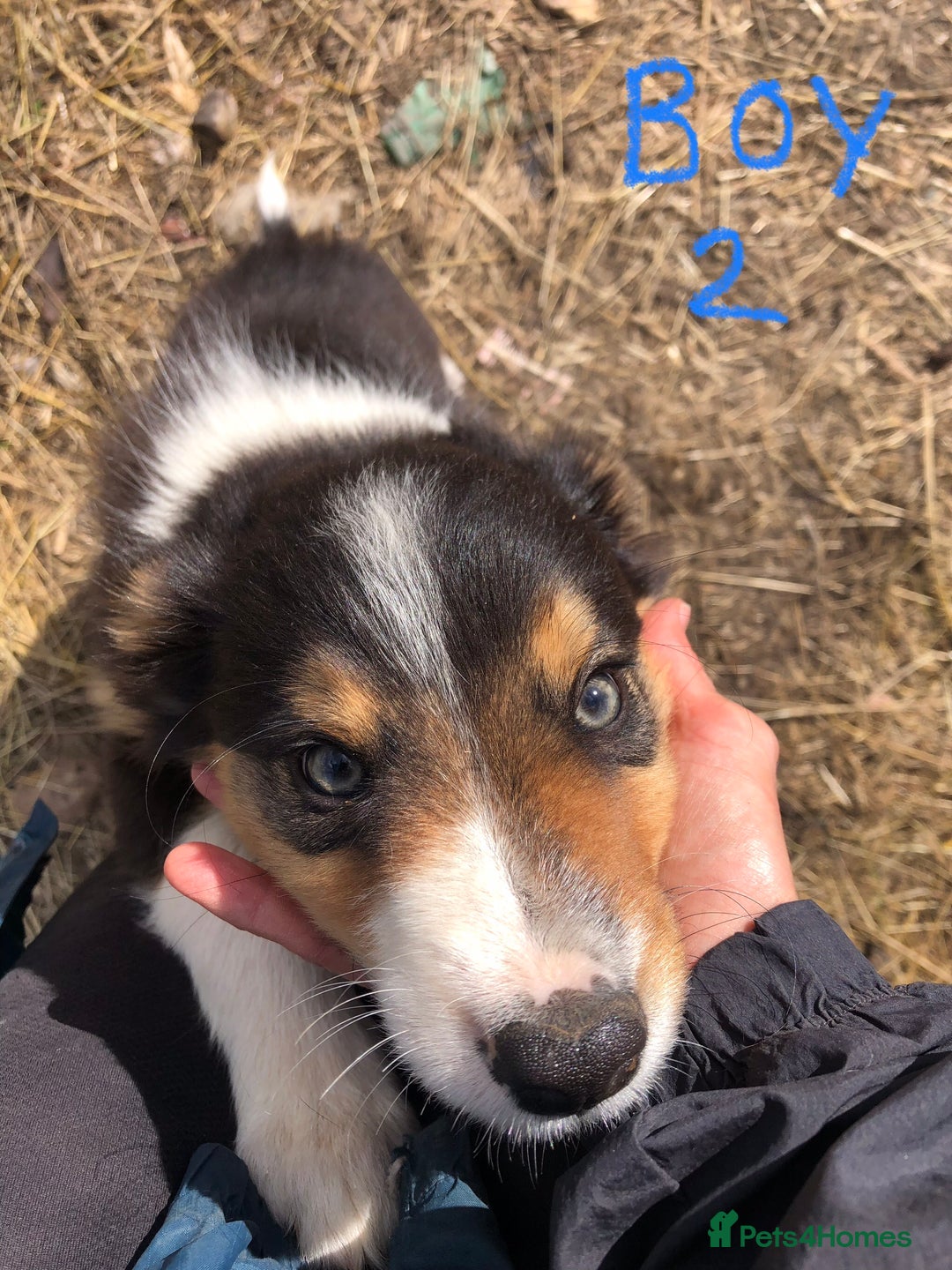 Border Collie dogs for sale: Traditional rough coated Border collie pups - Image 9