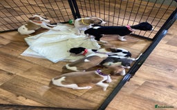 Whippet dogs for sale: Whippet puppies  - Image 22