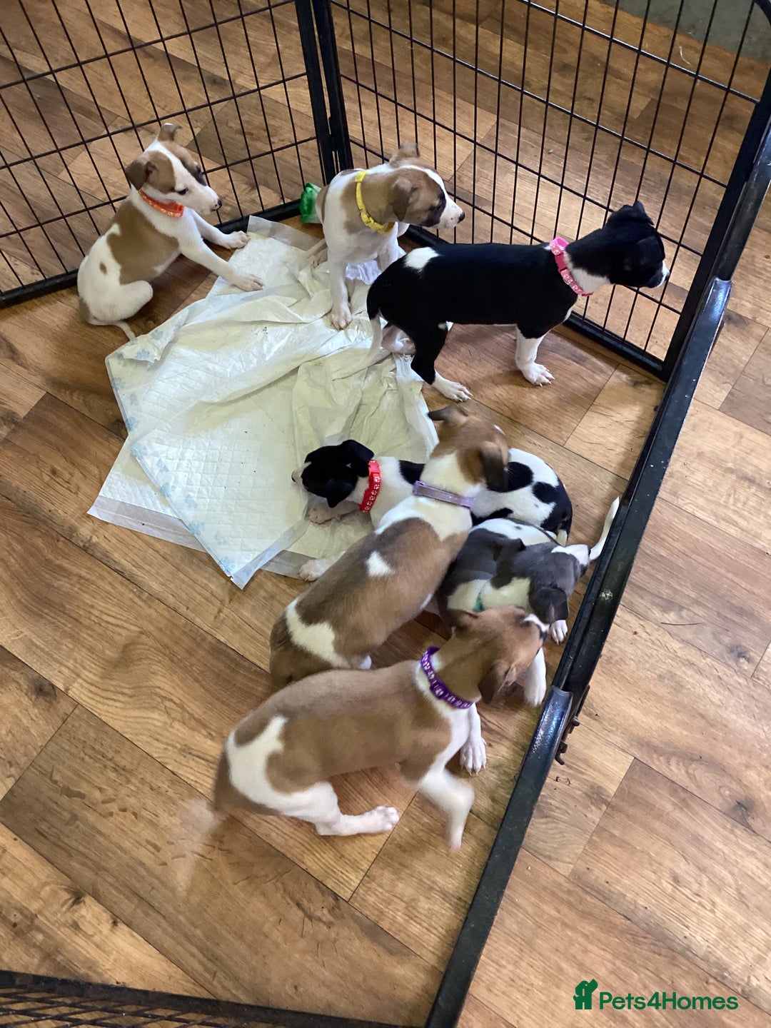 Whippet dogs for sale: Whippet puppies  - Image 22