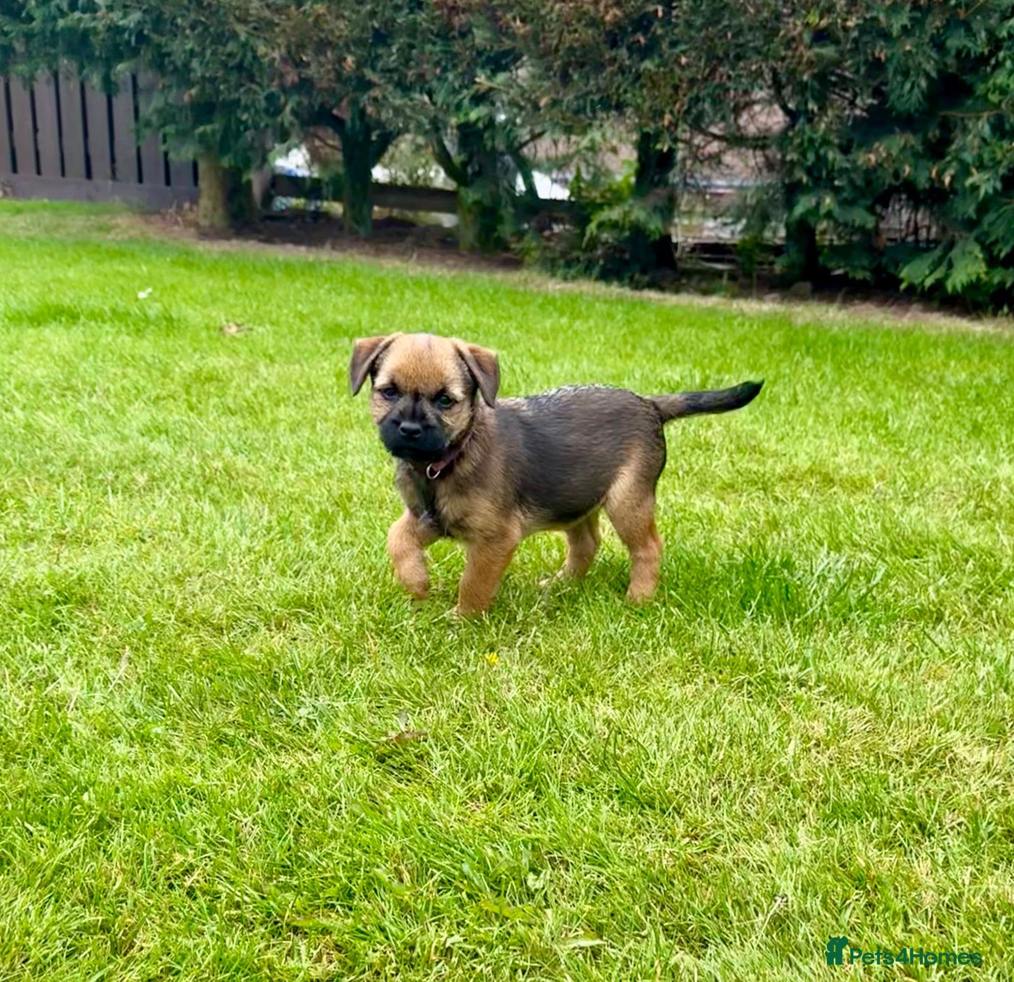 Border Terrier dogs 🔥READY NOW🔥Girl Border terrier pup  - Advert 2