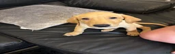 Labrador Retriever dogs for sale: Male labrador in Southampton - Advert 1