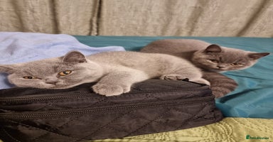 British Shorthair cats - Advert 4