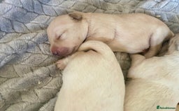 Labrador Retriever dogs for sale: Labrador puppies 5 gen pedigree health tested - Image 3