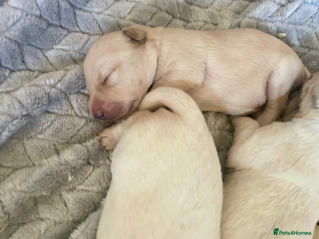 Labrador Retriever dogs for sale: Labrador puppies 5 gen pedigree health tested - Image 3