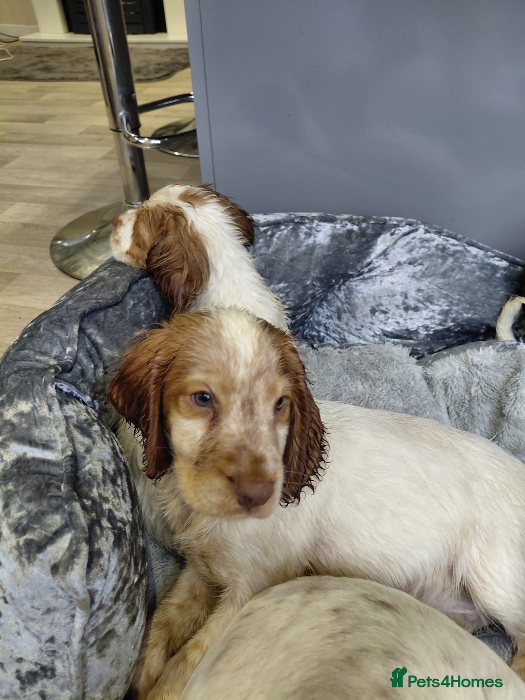 Sprocker dogs for sale: *BEAUTIFUL SPROKER PUPPIES * - Advert 12